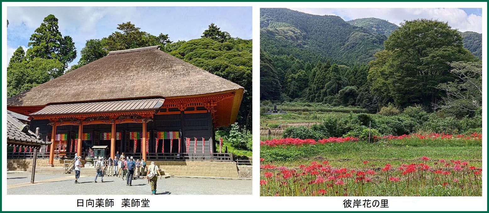 枕カバー ク 自然の美しさ―花のパターンの優しい開花というタイトルは 